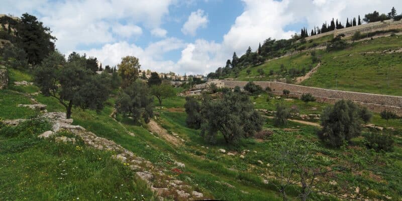 עצי זית בגיא בן הינום בירושלים. <a href=