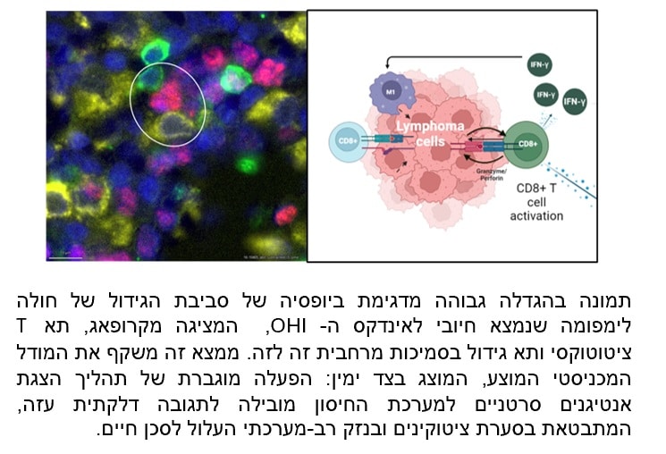 תיאור גידול לימפומה, תא CD8+ מערכת חיסון, אינטראקציות תאיות, מיקרו-סביבה לימפוציטים.