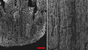 7,000-year-old microscopic remains of a charred olive tree (Olea) discovered from Tel Tzaf (Photo: Dr. Dafna Langgot)