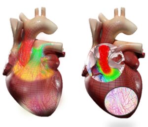 3D model of the human heart with blood flow analysis and anatomical aspects. Photo courtesy - Dassault Systèmes