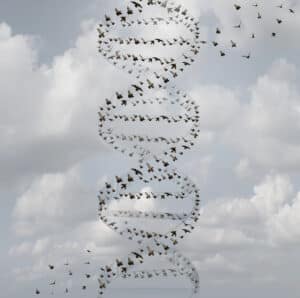 Genetic study of all known bird species. Illustration: depositphotos.com