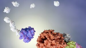 A ubiquitin molecule binds to its target. Illustration: depositphotos.com