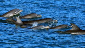 Dolphins can talk to each other. Photo by Wood Institute.