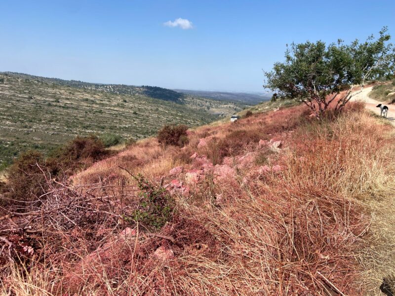 "יש בארץ הרבה עשייה למניעת השריפות ולהיערכות לקראתן". פריסת ממטרות בחצרות הבתים בנטף לפני הפינוי עקב השריפה 30.4.25. צילום: יעל מסלטון