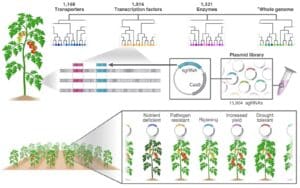 The tomato plant genome is divided into gene families. For each group of similar genes, a unique CRISPR unit was designed to alter its function (over 15,000 CRISPR units were designed in total). These units were inserted into tomatoes, which were then observed to monitor growth and development. In the final stage, plants that exhibited changes in certain traits were identified and tested genetically and physiologically. This new approach allows for large-scale targeted treatment of genetic redundancy within gene families – spanning hundreds of genes. Credit: Tel Aviv University