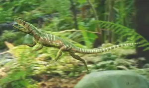 **Euparkeria capensis**, a small reptile measuring 60 cm in length from the Early Triassic period (about 245 to 237 million years ago). Credit: Taenadoman, 2011