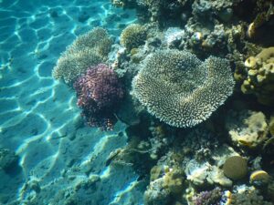Corals in the Red Sea. Illustration: depositphotos.com