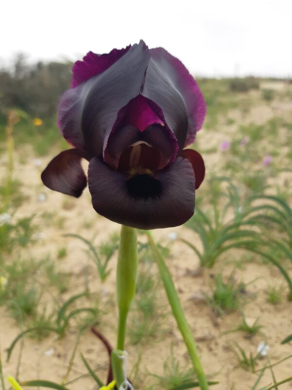 في حالة سوسن يروحام، هناك تنوع مستمر - تظهر الأزهار بألوان متنوعة تمتزج تدريجيًا مع بعضها البعض، دون حدود واضحة. الصورة مقدمة من البروفيسور يوفال سابير.