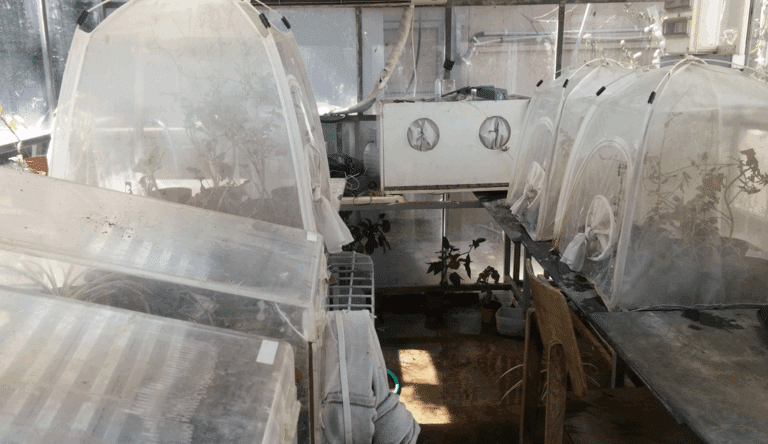 تتغير قوانين الفيزياء، ومعها تتغير قواعد الطيران المألوفة. تكاثر الحشرات الطائرة الصغيرة. تصوير: أمير ساريج