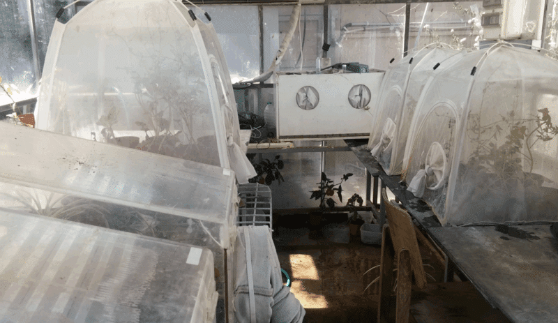 The laws of physics are changing, and with them the familiar rules of flight. The breeding of tiny flying insects. Photo: Amir Sarig