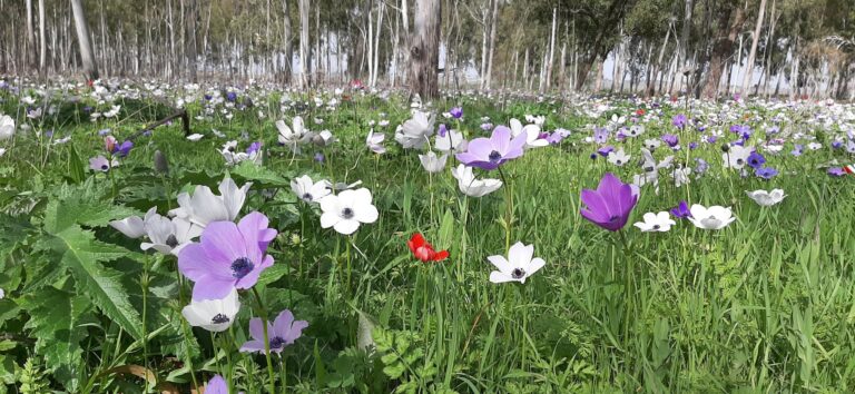 كيف يحدث تباين ألوان الأزهار، ولماذا تظهر نفس الفصيلة بألوان مختلفة؟ شقائق النعمان. الصورة مقدمة من البروفيسور يوفال سابير.