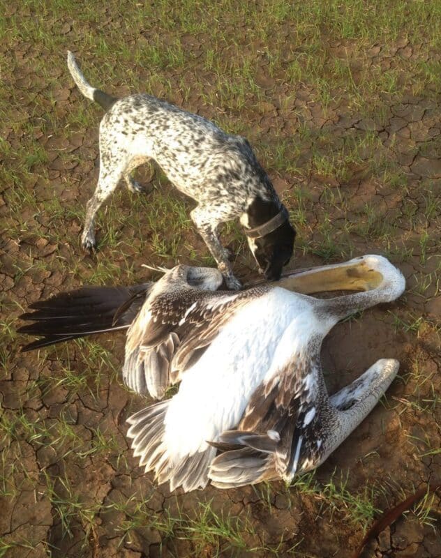 أظهرت الكلاب كفاءة كشف تقارب 100%، أي أكثر فعالية بكثير من طائر يتجول في المنطقة ويتفقّدها. طائر بجع اصطدم بخط كهرباء. تصوير: سيف سحر