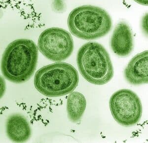 Prochlorococcus bacteria. Illustration: ncseagrant