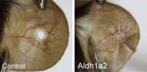 Activation of aldh1a2 may reactivate regeneration in mice. Credit: Wei Wang Lab at the National Institute of Biological Sciences, Beijing