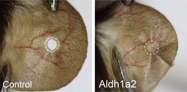 הפעלת aldh1a2 עשויה להפעיל מחדש התחדשות בעכברים. קרדיט: מעבדת ווי וואנג במכון הלאומי למדעי הביולוגיה, בייג'ינג