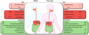 Schematic presentation of variables related to digestion in models built in the Zams laboratory