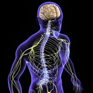 The human nervous system. Illustration: depositphotos.com