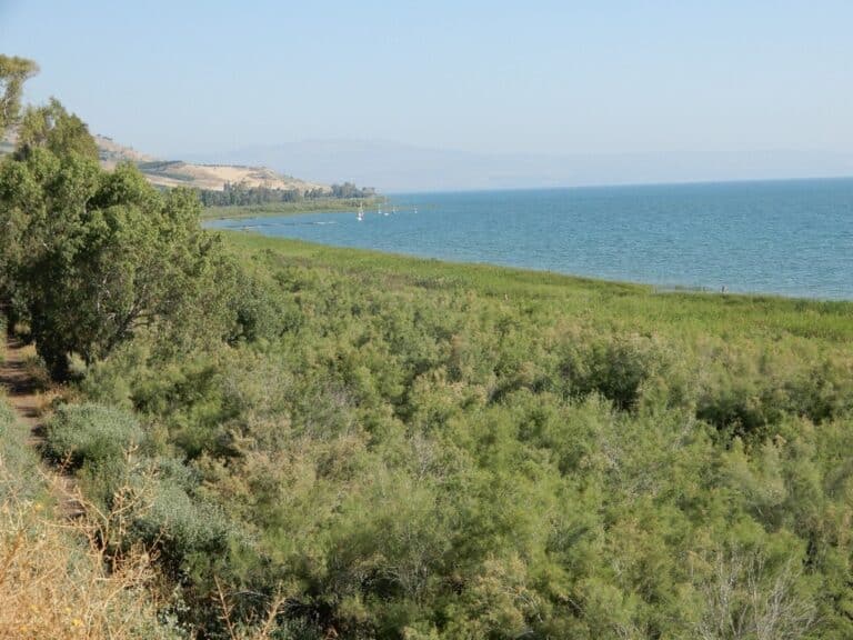 יער אשלים בבית ירח. בחזית הגובלת במים צומח קנה. צילום: פרופ' אביטל גזית
