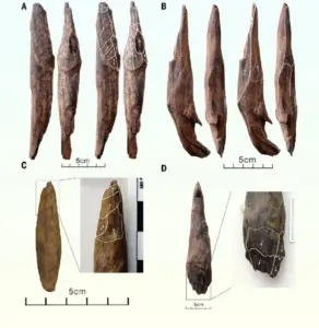 New findings from a Pleistocene site in southwestern China reveal the oldest known use of carefully crafted wooden tools in East Asia, dating back more than 350,000 years. Credit: Liu et al., 10.1126/science.adr8540.
