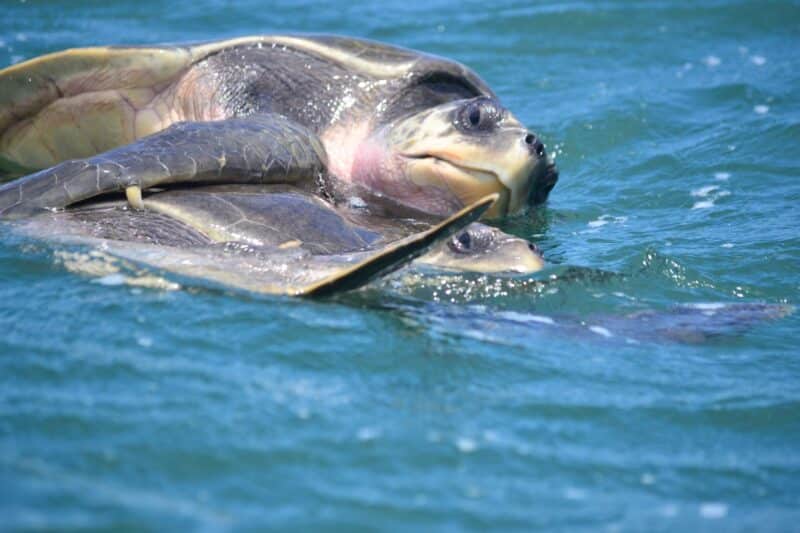 بسبب ضوضاء البحر المتنوعة، كأصوات السفن والآلات الأخرى، قد تضيع أصوات العديد من الثدييات البحرية. تزاوج السلاحف البحرية. تصوير: أفيل شاول