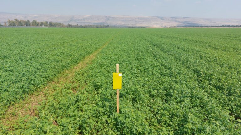 الحشرات هي أغنى مجموعة حيوانية بأنواعها، كما أنها تؤدي أدوارًا حيوية في النظم البيئية. الصورة: حقل زراعي مع مصيدة حشرات. الصورة: ليراز كابرا-ليكين.