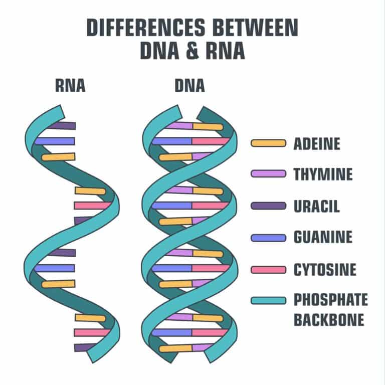 ההבדל בין DNA ל-RNA. המחשה: depositphotos.com