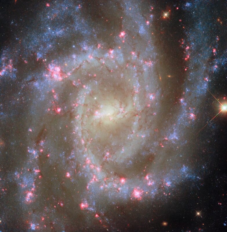הגלקסיה הספירלית NGC 2835 שופעת ערפיליות ורודות בתמונה חדשה של האבל, החושפת את מחזור החיים של כוכבים בפירוט מדהים. קרדיט: ESA/Hubble & NASA, R. Chandar, J. Lee and the PHANGS-HST team