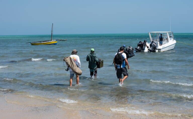 منظمة إسرائيلية غير ربحية تُدعى "ديب فويس" تُساعد الباحثين ومنظمات الحفاظ على البيئة حول العالم على حماية الثدييات البحرية. تصوير: أفيل شاؤول