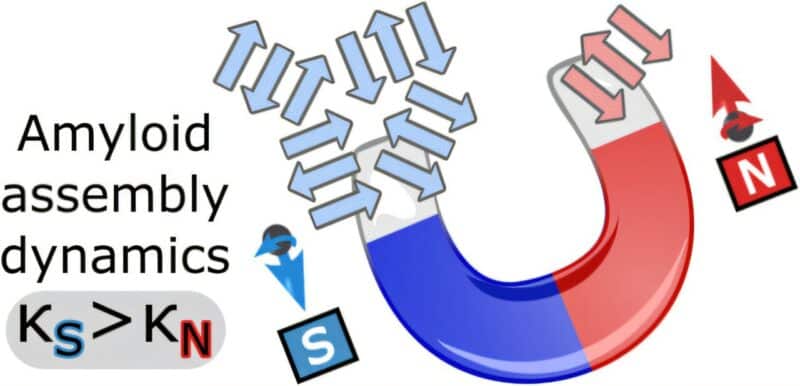 קרדיט: ACS Nano (2025). DOI: 10.1021/acsnano.5c06285