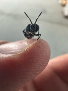 רעיון מקומי אחד פתח כיוון חדש להתמודדות עם מכת זבובי הבית. reduced ecology. קרדיט: מתי ברקוביץ