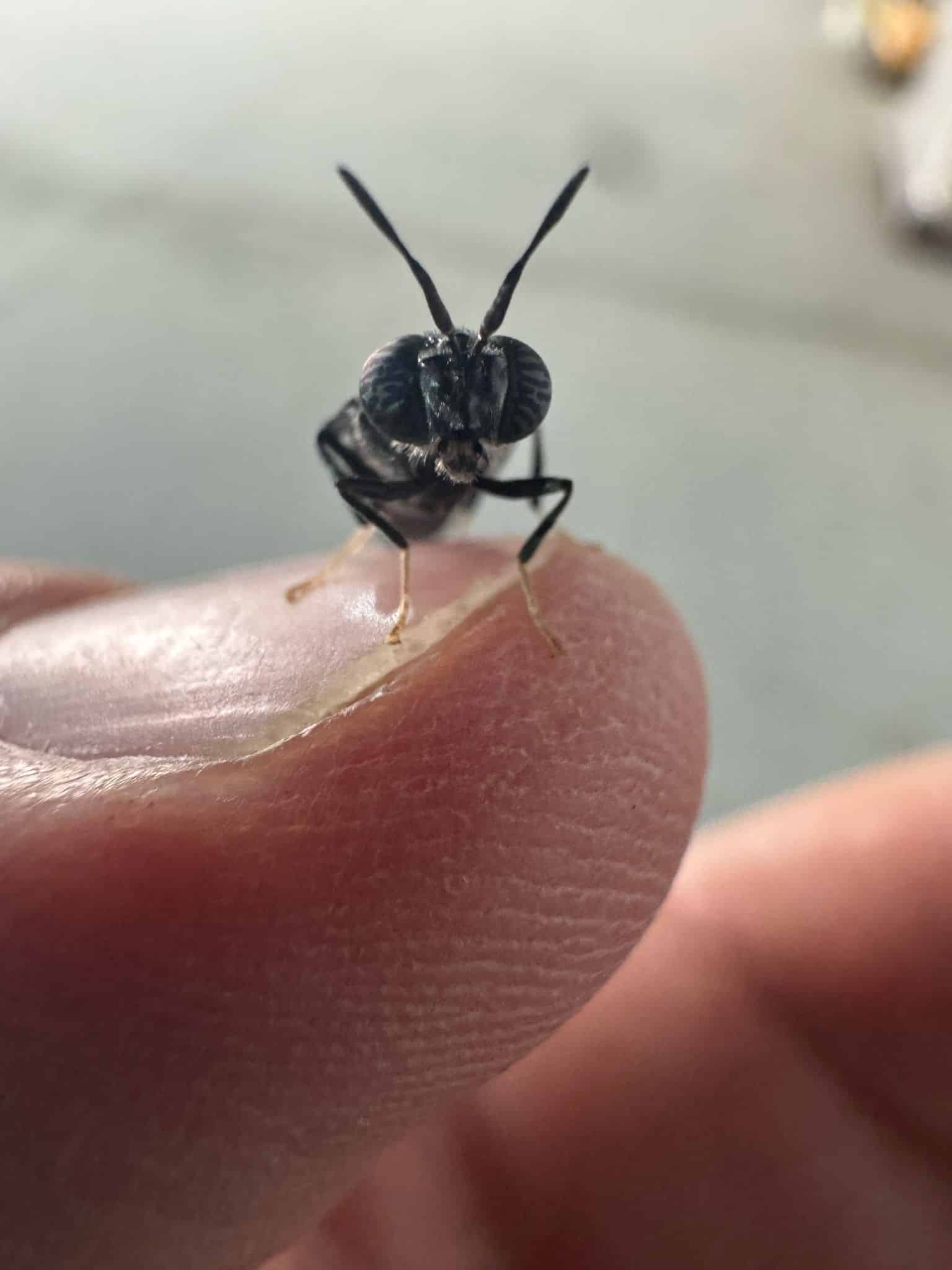 מזחלים לדלק מטוסים: מיזם ישראלי הופך פסולת חקלאית לאנרגיה נקייה