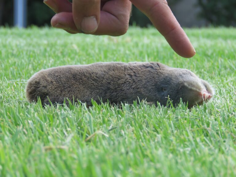 فأر، يعيش سبعة أضعاف ما هو متوقع. تصوير: بيني فاكنين