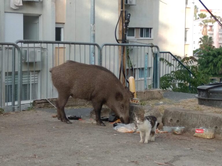 They will remain in the urban space. Wild boars in Haifa. Photo: Yahla Dor