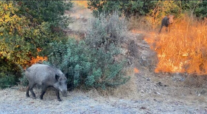 لحل الصراع بين الخنازير البرية والسكان، من الضروري فهم أنماط سلوكها. تصوير: يائيل ميسلتون