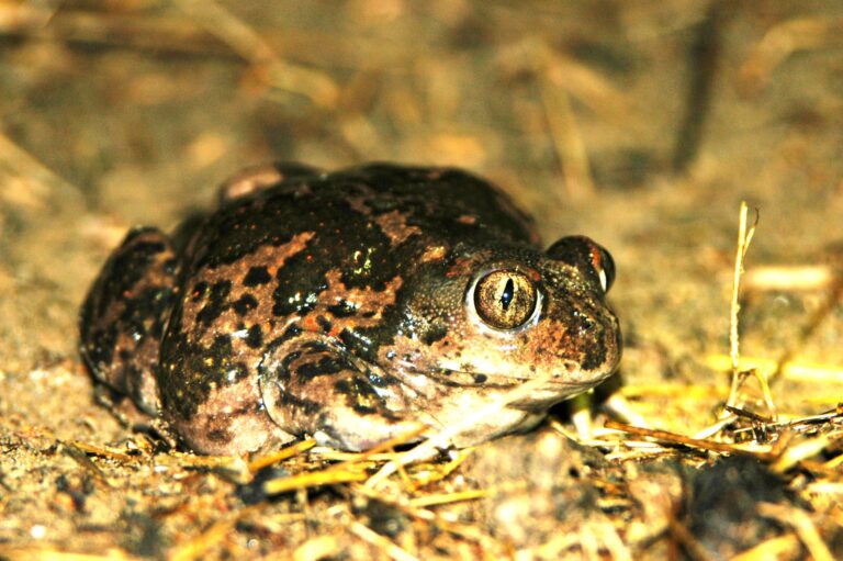 غطاس شائع. الصورة مقدمة من البروفيسور ساريج غافني.