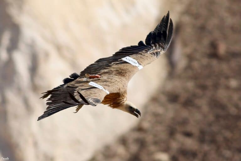 يُعدّ التسمم بالمبيدات الحشرية التهديد الرئيسي للنسر المذكور في التوراة في إسرائيل اليوم. الصورة: توفالا سالومون
