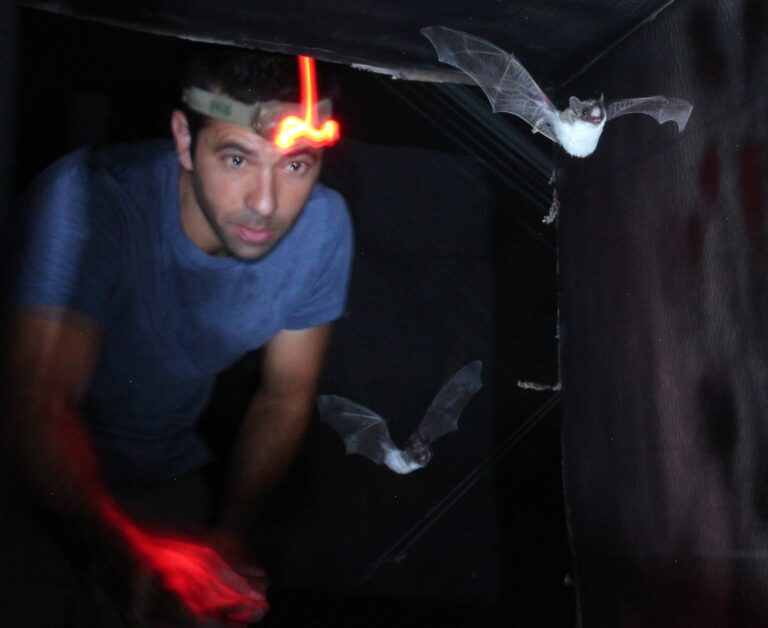 ندرس الخفافيش ميدانيًا ومختبريًا. ونفضل العمل الميداني كلما أمكن. البروفيسور يوسي يوفال. تصوير: عوفري إيتان