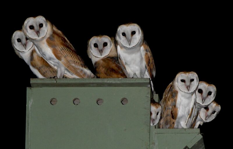 زهرة تتنفس قبل أن تتفتح من صندوق التعشيش. تصوير: أمير عزر