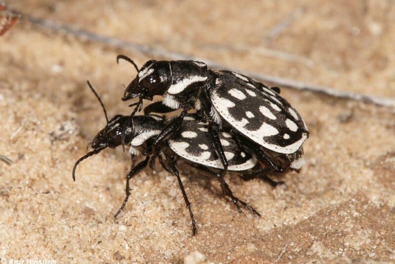 بالنسبة للحيوانات، قد يُلحق التلوث الضوئي ضررًا بالتوجيه المكاني، والتواصل، والنوم، والتكاثر، والإيقاعات البيولوجية. الصورة: أمير وينشتاين، insectour.com الحشرات - عالم صغير في جوهره كبير.