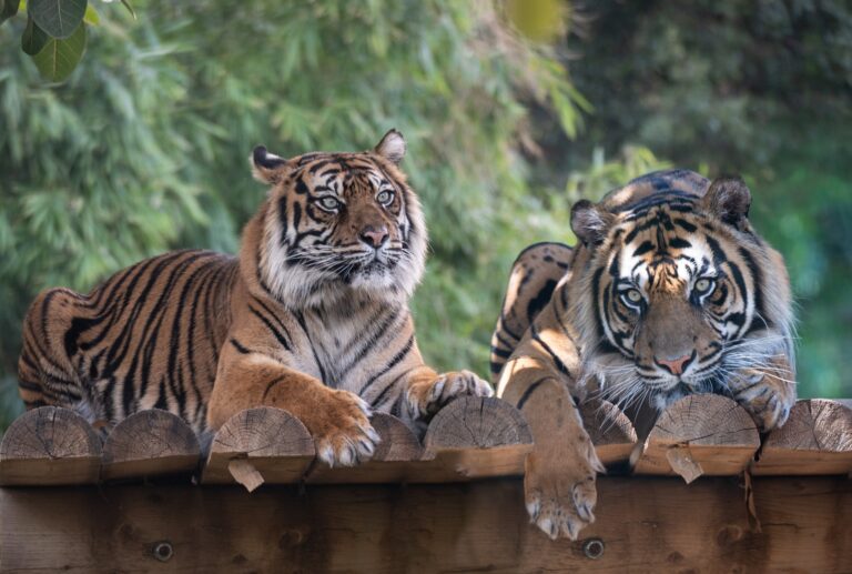 زين زين وريمبا في سفاري رمات غان. الصورة: يام سيتون