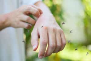 יתושים. המחשה: depositphotos.com