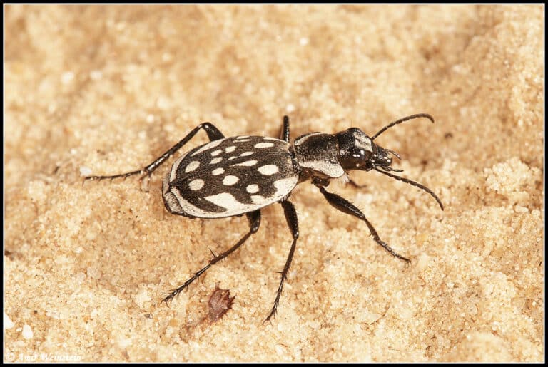 رمال السهل الساحلي موطنٌ لحيوانات ونباتات متوطنة، أي أنواعٌ لا توجد في أي مكانٍ آخر في العالم. الصورة: أمير وينشتاين، insectour.com الحشرات - عالمٌ صغيرٌ في جوهره.