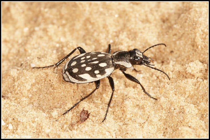 رمال السهل الساحلي موطنٌ لحيوانات ونباتات متوطنة، أي أنواعٌ لا توجد في أي مكانٍ آخر في العالم. الصورة: أمير وينشتاين، insectour.com الحشرات - عالمٌ صغيرٌ في جوهره.