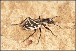 בחולות מישור החוף חיים בעלי חיים וצמחייה אנדמיים – כלומר מינים שלא נמצאים במקומות אחרים בעולם. צילום: עמיר וינשטיין, insectour.com חרקים – עולם קטן בגדול