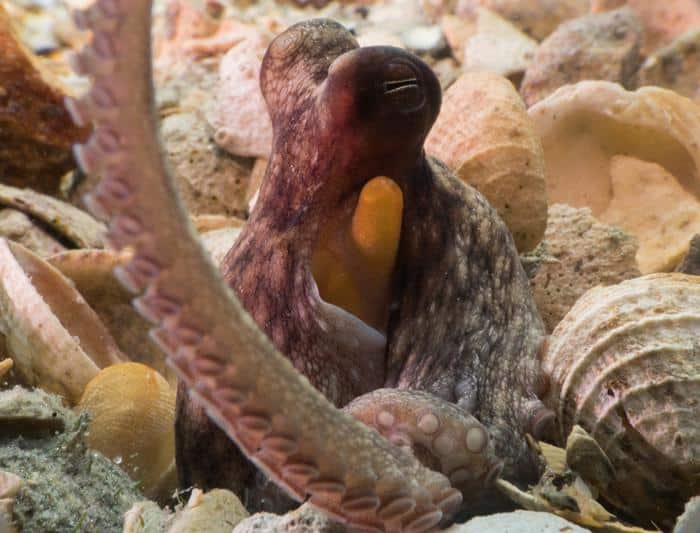 octopus Americanus
בטבע. צילום: Chelsea Bennice, Florida Atlantic University
Usage Restrictions
