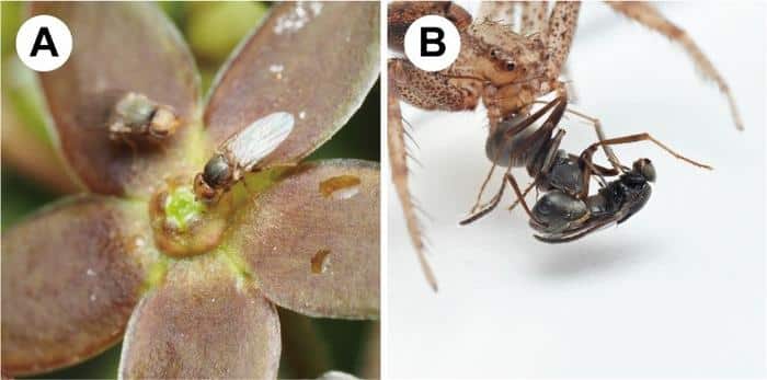A: זבוב עשב המבקר בפרחים; B: עכביש הצייד נמלה (תופעה המושכת זבובים קלפטופרזיטיים). קרדיט: Mochizuki 2025.