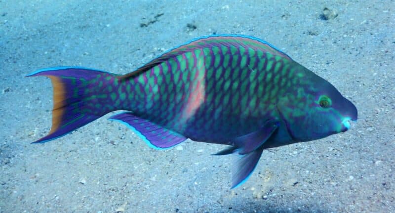 The main threats to the tuna are overfishing and habitat destruction or loss. Dr. Or Ben-Zvi