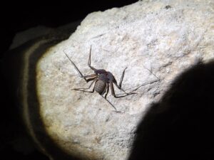 كما توجد في شبكات الصرف الصحي في القدس وحيفا. عقرب البحر الأبيض المتوسط. تصوير: شلومي أهارون