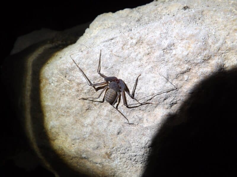 كما توجد في شبكات الصرف الصحي في القدس وحيفا. عقرب البحر الأبيض المتوسط. تصوير: شلومي أهارون