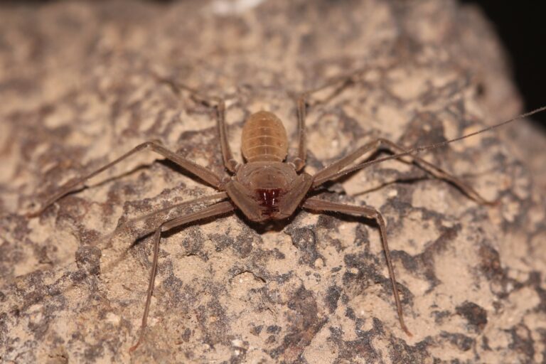 لطيف، صغير ولطيف، حجمه حوالي سنتيمتر إلى سنتيمتر ونصف. عقرب أعمى. تصوير: شلومي أهارون